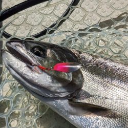 レイクトロ－リング＝ビワマス釣り！